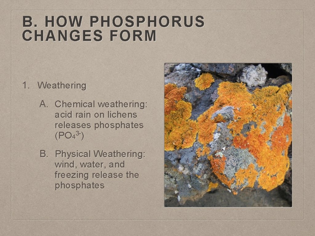 B. HOW PHOSPHORUS CHANGES FORM 1. Weathering A. Chemical weathering: acid rain on lichens