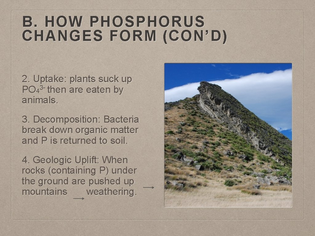 B. HOW PHOSPHORUS CHANGES FORM (CON’D) 2. Uptake: plants suck up PO 43 -