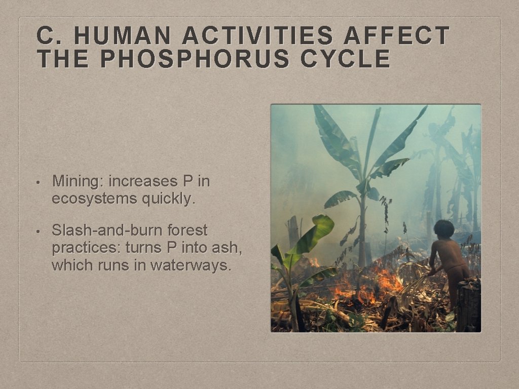 C. HUMAN ACTIVITIES AFFECT THE PHOSPHORUS CYCLE • Mining: increases P in ecosystems quickly.