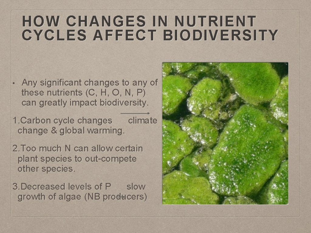 HOW CHANGES IN NUTRIENT CYCLES AFFECT BIODIVERSITY • Any significant changes to any of