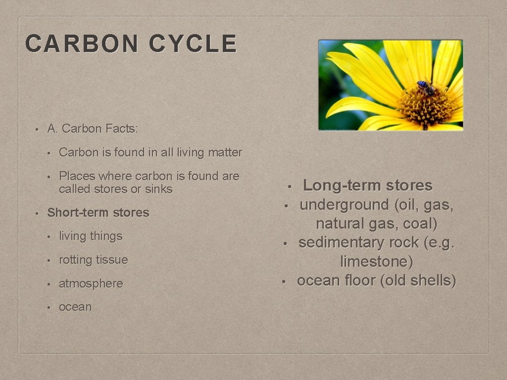 CARBON CYCLE • • A. Carbon Facts: • Carbon is found in all living