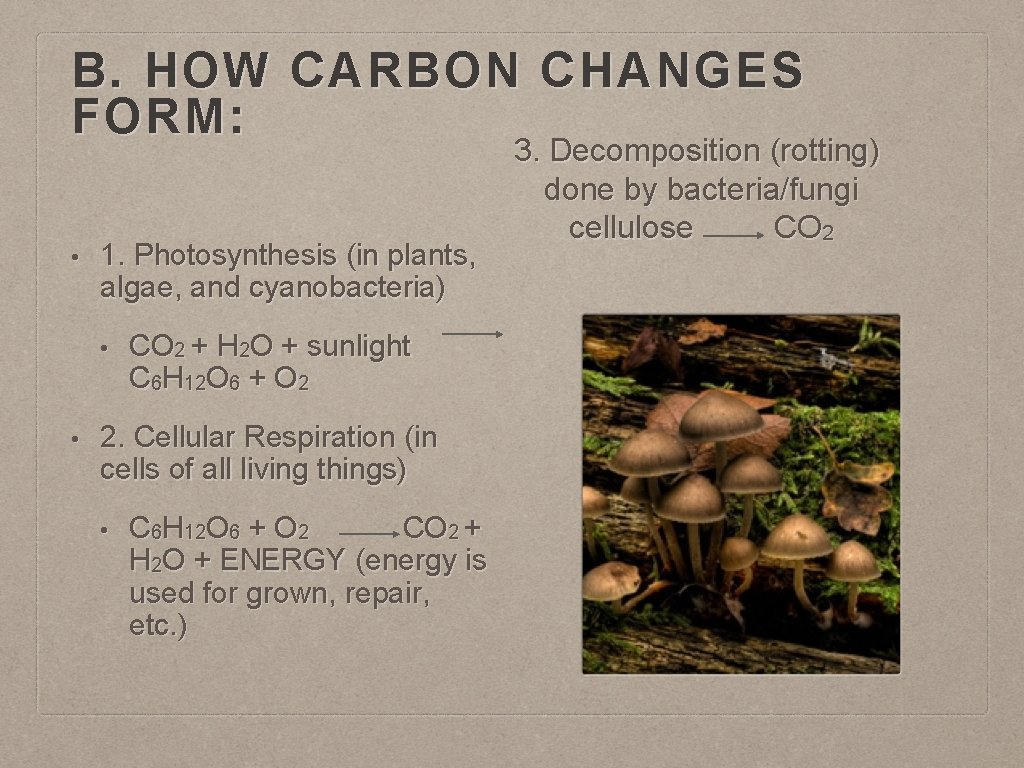 B. HOW CARBON CHANGES FORM: • 1. Photosynthesis (in plants, algae, and cyanobacteria) •