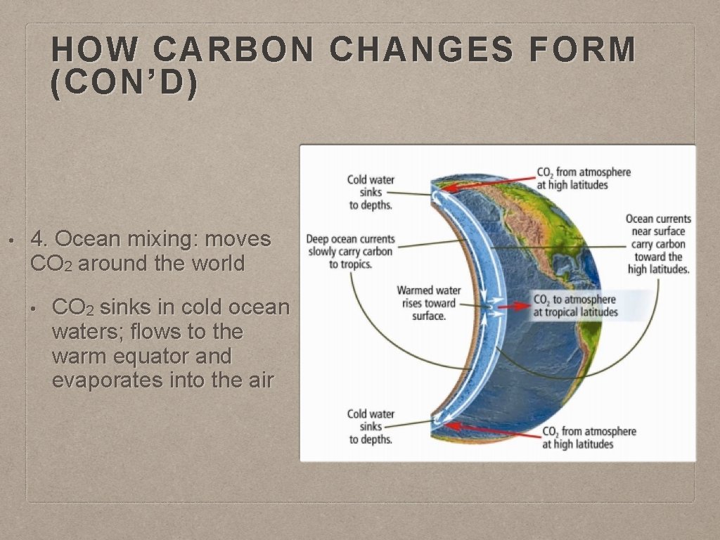HOW CARBON CHANGES FORM (CON’D) • 4. Ocean mixing: moves CO 2 around the