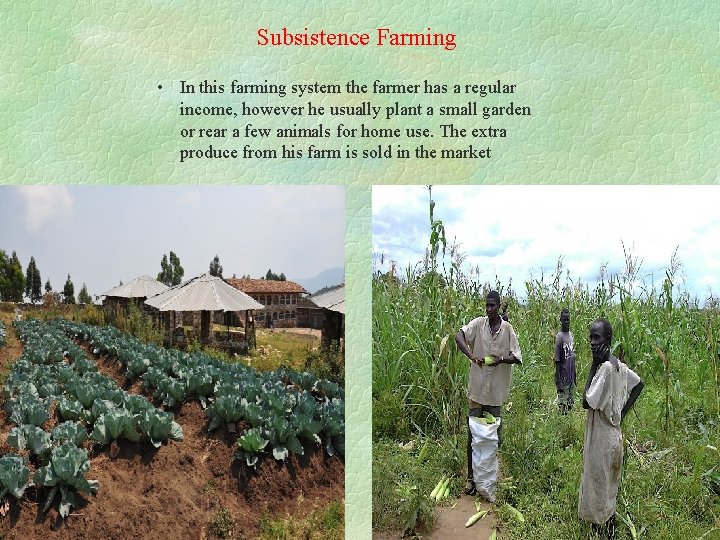 Subsistence Farming • In this farming system the farmer has a regular income, however