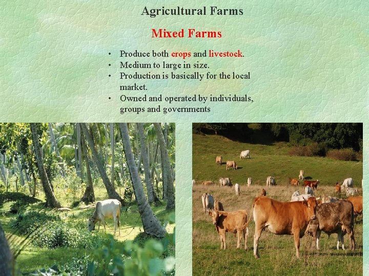 Agricultural Farms Mixed Farms • Produce both crops and livestock. • Medium to large
