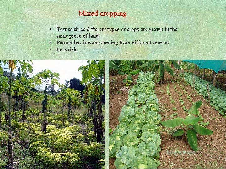 Mixed cropping • Tow to three different types of crops are grown in the