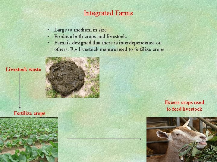 Integrated Farms • Large to medium in size • Produce both crops and livestock.