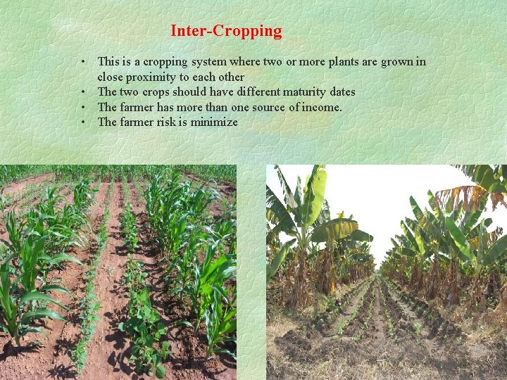 Inter-Cropping • This is a cropping system where two or more plants are grown