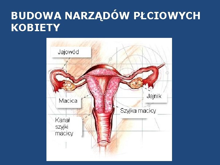 BUDOWA NARZĄDÓW PŁCIOWYCH KOBIETY 