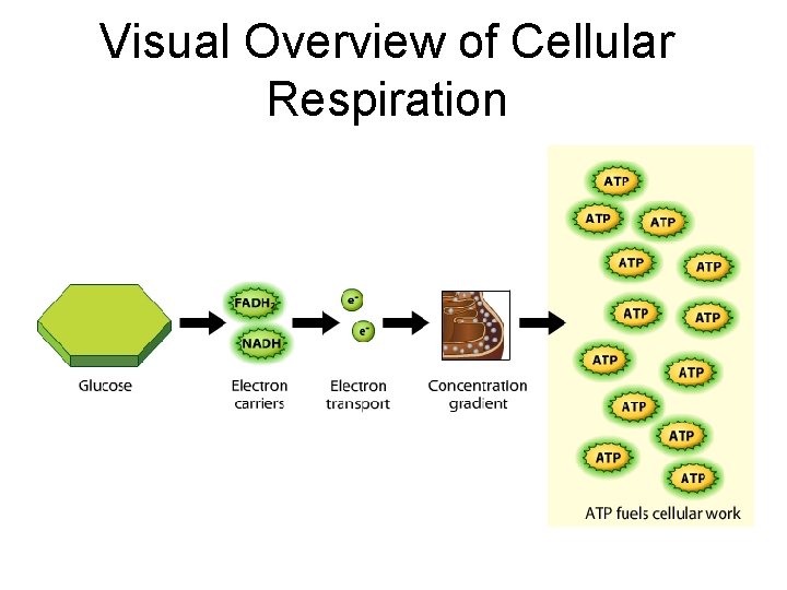 Visual Overview of Cellular Respiration 