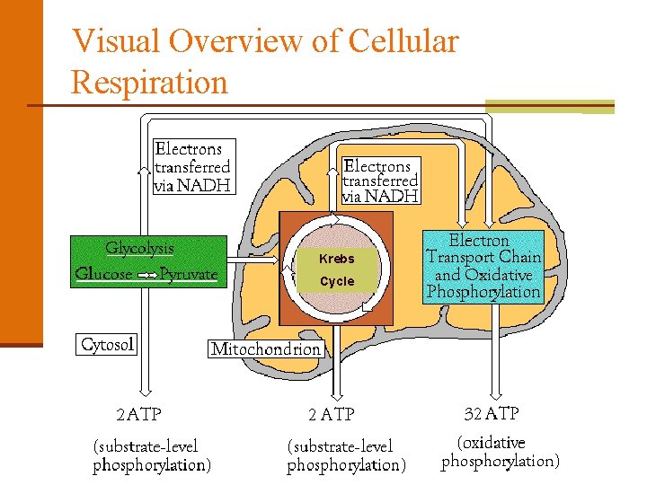 Visual Overview of Cellular Respiration Krebs Cycle 