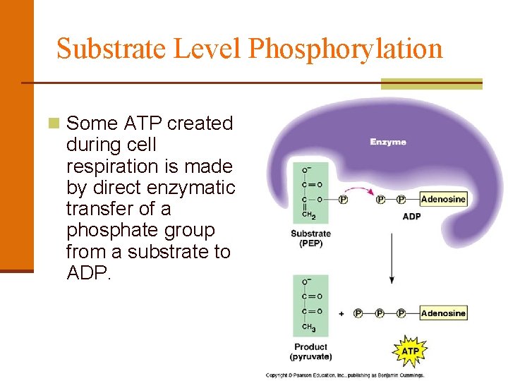 Substrate Level Phosphorylation n Some ATP created during cell respiration is made by direct