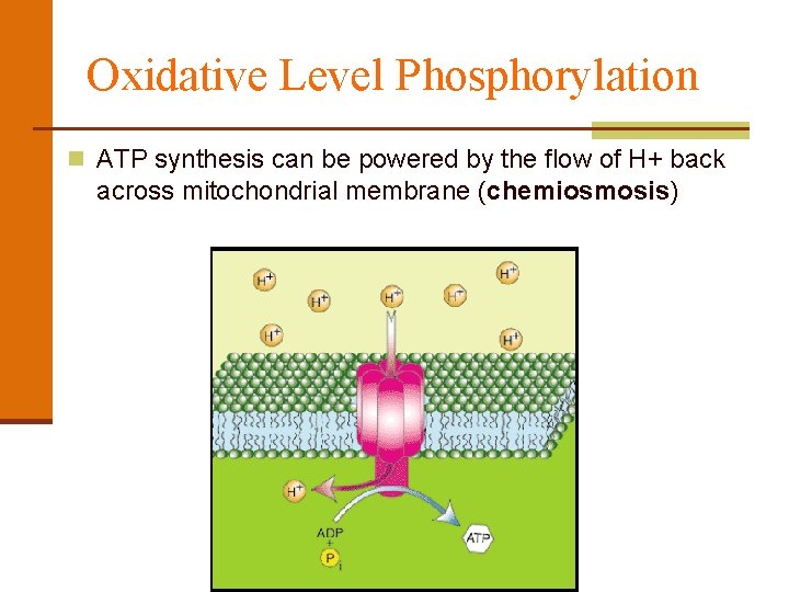 Oxidative Level Phosphorylation n ATP synthesis can be powered by the flow of H+