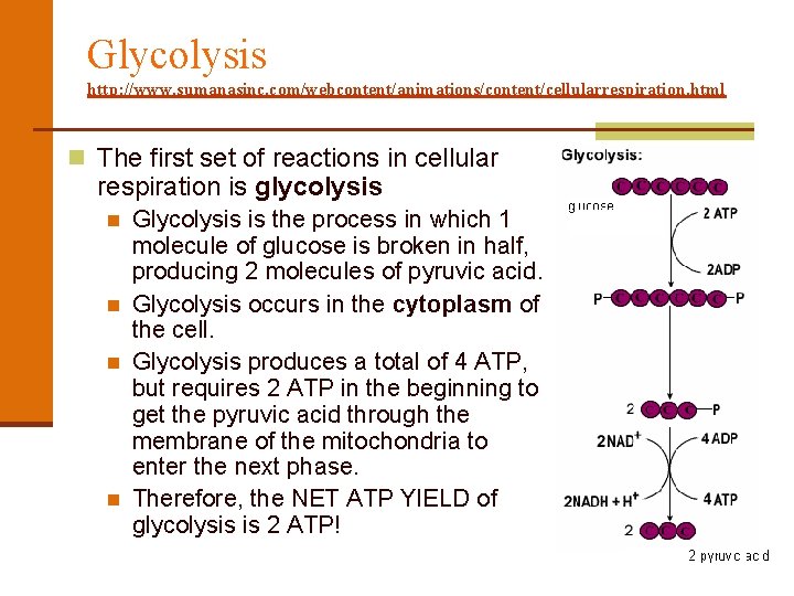 Glycolysis http: //www. sumanasinc. com/webcontent/animations/content/cellularrespiration. html n The first set of reactions in cellular