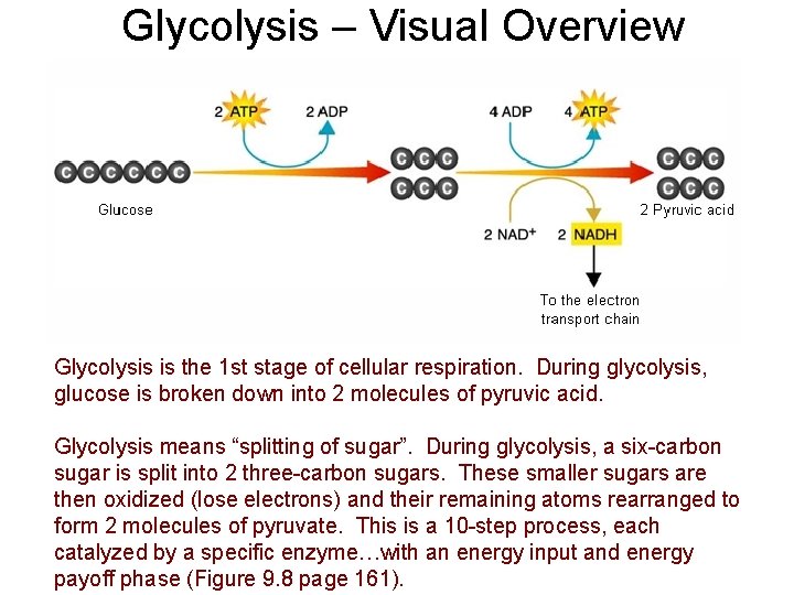 Glycolysis – Visual Overview Glycolysis is the 1 st stage of cellular respiration. During