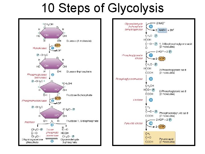 10 Steps of Glycolysis 