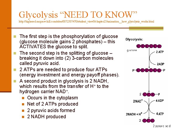 Glycolysis “NEED TO KNOW” http: //highered. mcgraw-hill. com/sites/0072507470/student_view 0/chapter 25/animation__how_glycolysis_works. html n The first