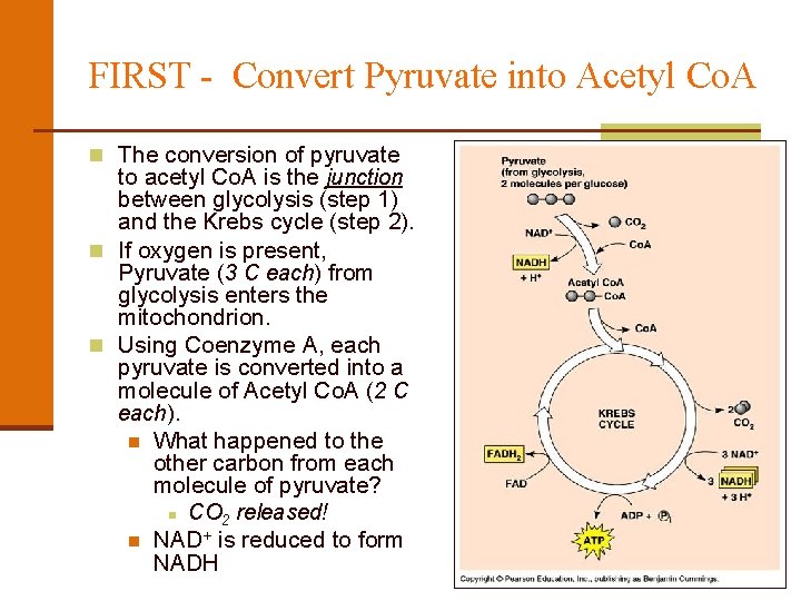 FIRST - Convert Pyruvate into Acetyl Co. A n The conversion of pyruvate to