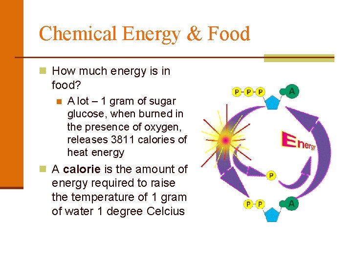 Chemical Energy & Food n How much energy is in food? n A lot