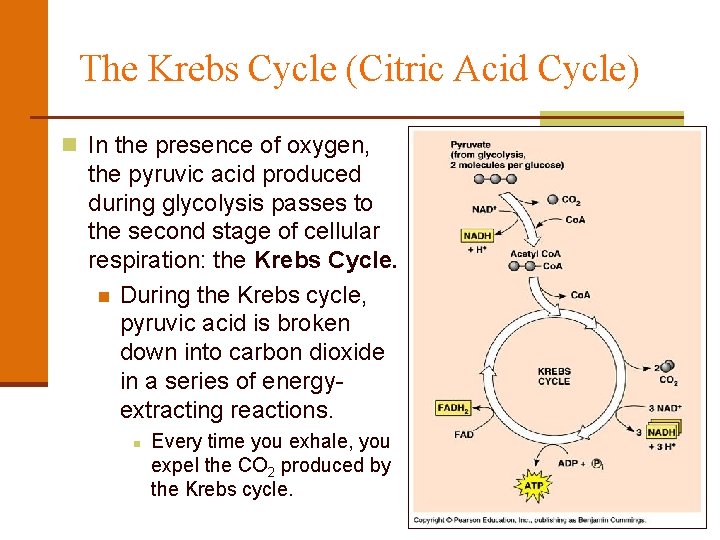 The Krebs Cycle (Citric Acid Cycle) n In the presence of oxygen, the pyruvic