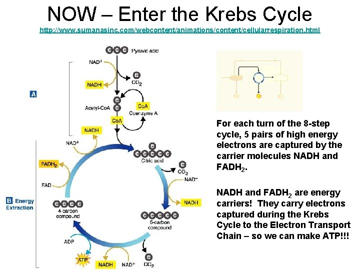 NOW – Enter the Krebs Cycle http: //www. sumanasinc. com/webcontent/animations/content/cellularrespiration. html For each turn