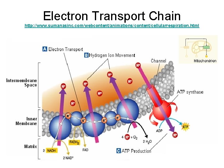 Electron Transport Chain http: //www. sumanasinc. com/webcontent/animations/content/cellularrespiration. html 