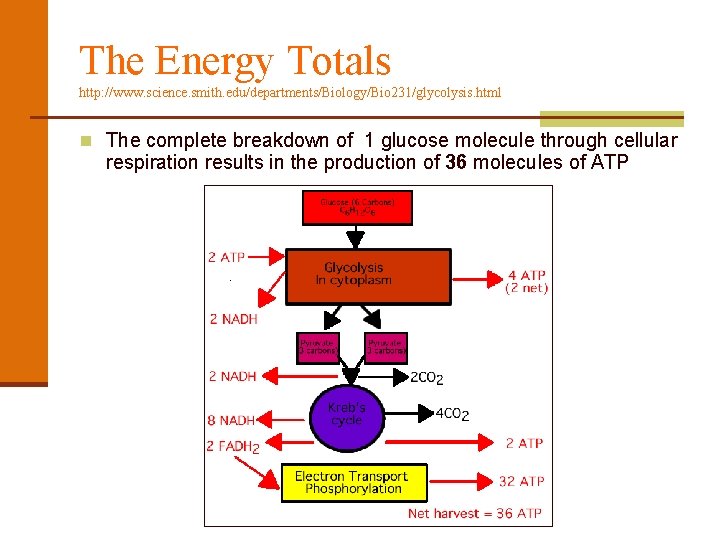 The Energy Totals http: //www. science. smith. edu/departments/Biology/Bio 231/glycolysis. html n The complete breakdown