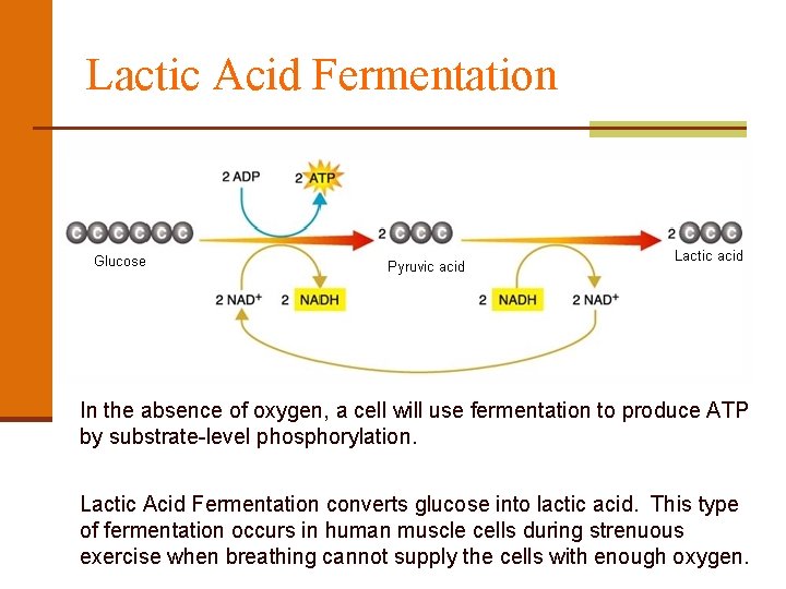 Lactic Acid Fermentation In the absence of oxygen, a cell will use fermentation to