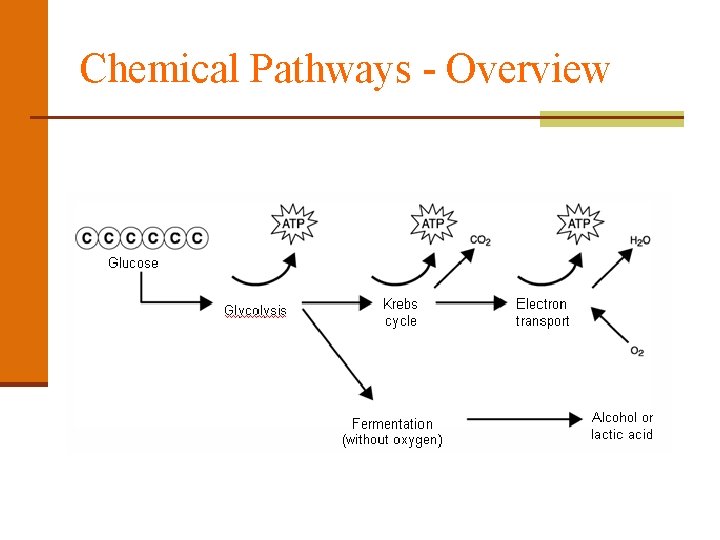 Chemical Pathways - Overview 