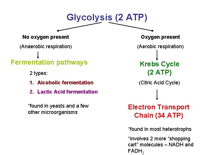 Glycolysis (2 ATP) No oxygen present Oxygen present (Anaerobic respiration) (Aerobic respiration) Fermentation pathways