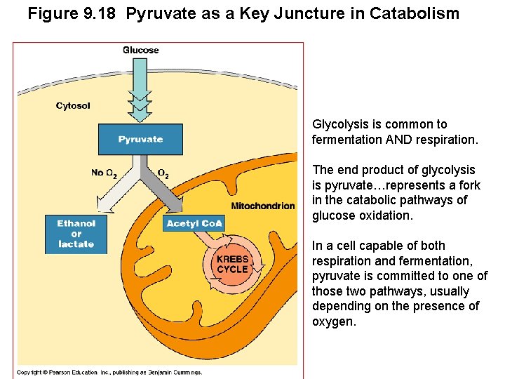 Figure 9. 18 Pyruvate as a Key Juncture in Catabolism Glycolysis is common to