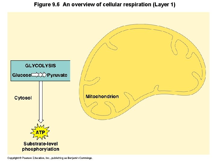 Figure 9. 6 An overview of cellular respiration (Layer 1) 
