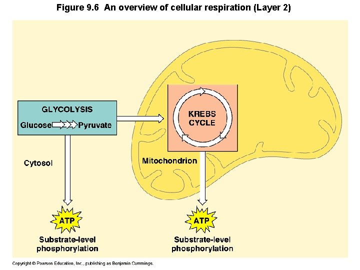 Figure 9. 6 An overview of cellular respiration (Layer 2) 