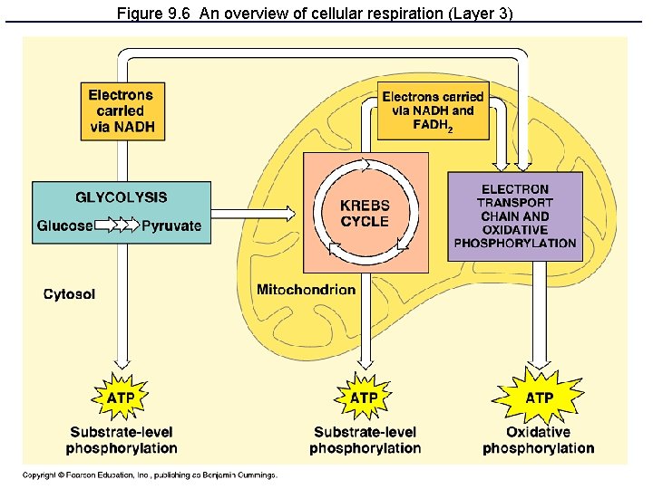 Figure 9. 6 An overview of cellular respiration (Layer 3) 