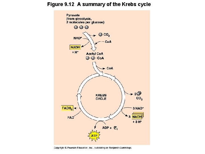 Figure 9. 12 A summary of the Krebs cycle 