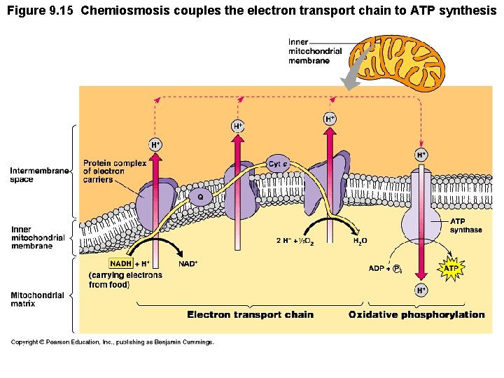 Figure 9. 15 Chemiosmosis couples the electron transport chain to ATP synthesis 