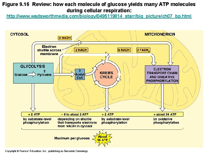 Figure 9. 16 Review: how each molecule of glucose yields many ATP molecules during