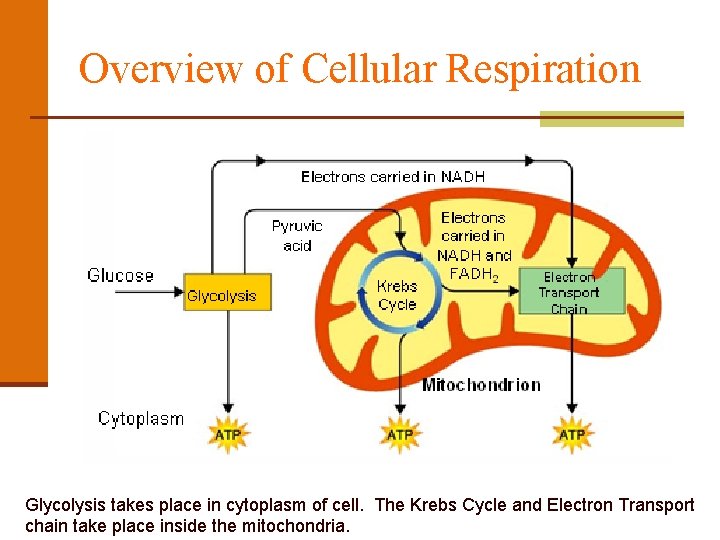 Overview of Cellular Respiration Glycolysis takes place in cytoplasm of cell. The Krebs Cycle