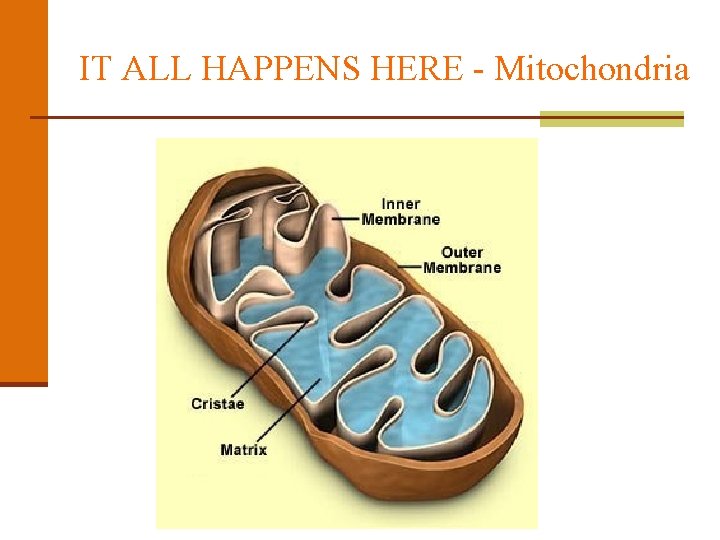 IT ALL HAPPENS HERE - Mitochondria 