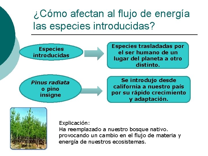 ¿Cómo afectan al flujo de energía las especies introducidas? Especies introducidas Pinus radiata o