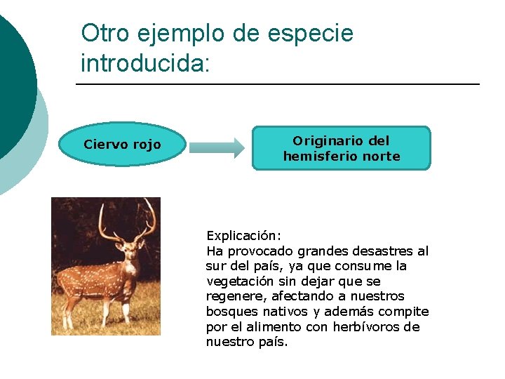 Otro ejemplo de especie introducida: Ciervo rojo Originario del hemisferio norte Explicación: Ha provocado