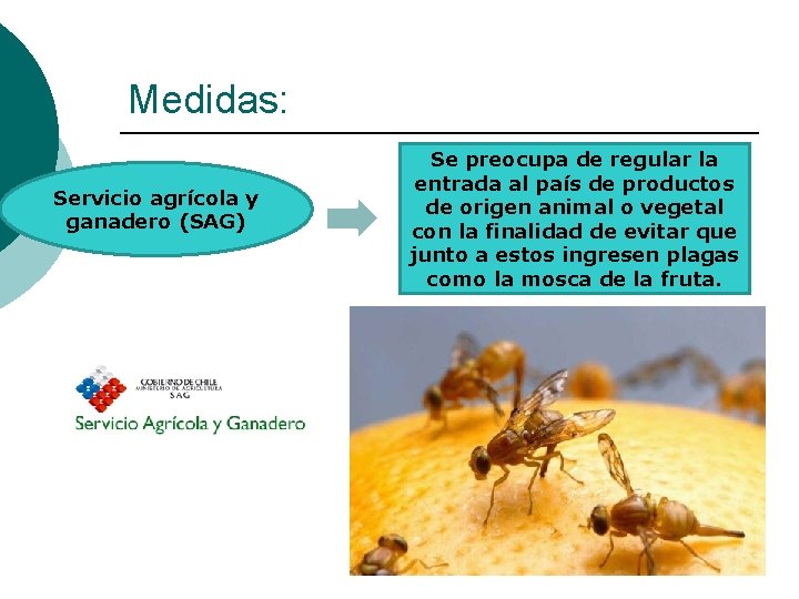 Medidas: Servicio agrícola y ganadero (SAG) Se preocupa de regular la entrada al país