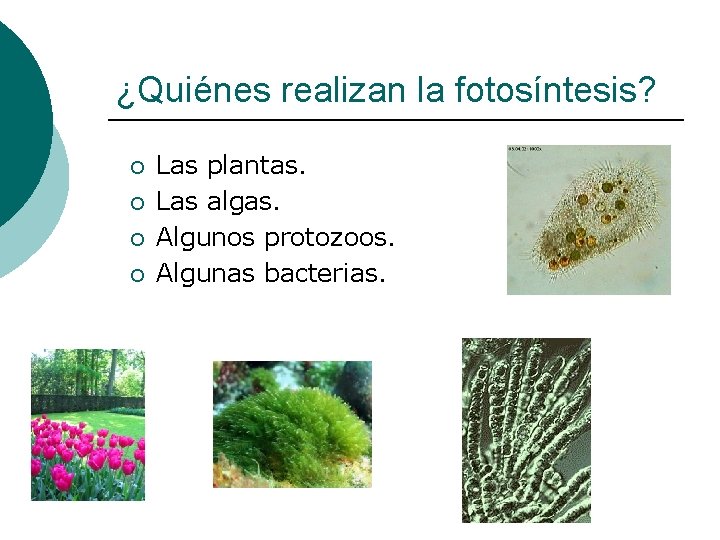 ¿Quiénes realizan la fotosíntesis? ¡ ¡ Las plantas. Las algas. Algunos protozoos. Algunas bacterias.