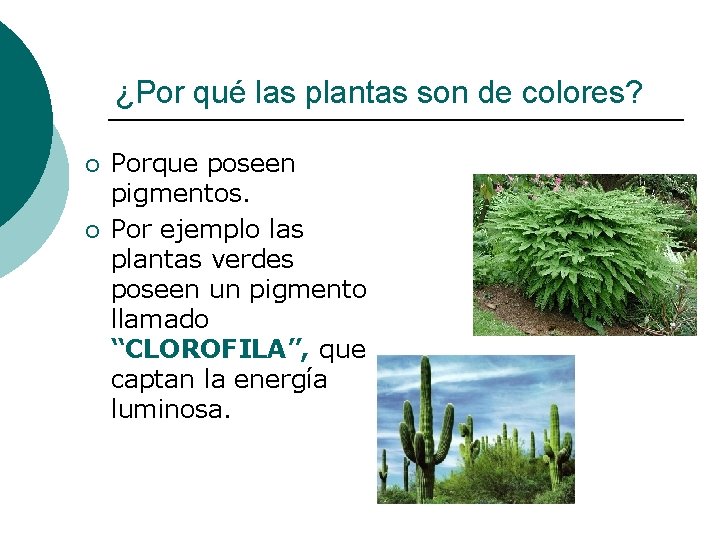 ¿Por qué las plantas son de colores? ¡ ¡ Porque poseen pigmentos. Por ejemplo