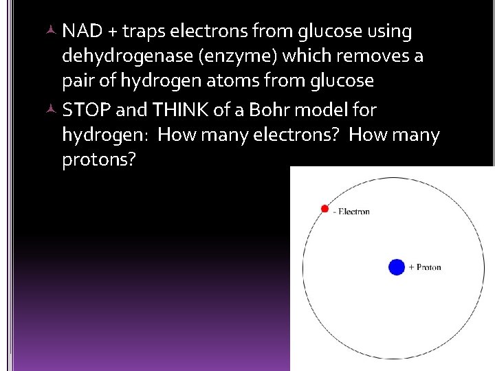  NAD + traps electrons from glucose using dehydrogenase (enzyme) which removes a pair