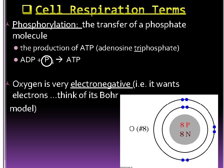  Phosphorylation: the transfer of a phosphate molecule the production of ATP (adenosine triphosphate)