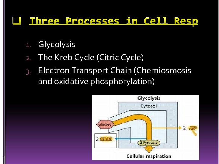 1. Glycolysis 2. The Kreb Cycle (Citric Cycle) 3. Electron Transport Chain (Chemiosmosis and