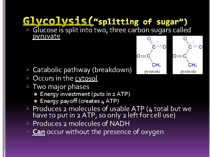  Glucose is split into two, three carbon sugars called pyruvate Catabolic pathway (breakdown)