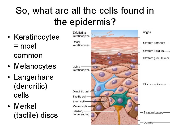 So, what are all the cells found in the epidermis? • Keratinocytes = most