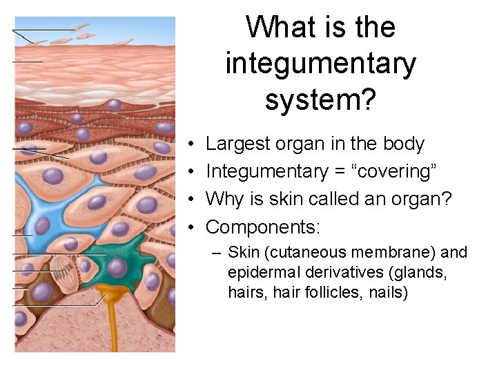 What is the integumentary system? • • Largest organ in the body Integumentary =